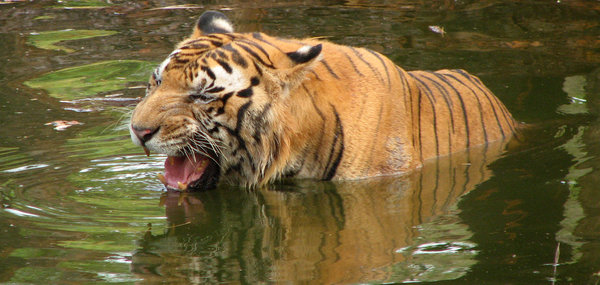 Tiger in a pool