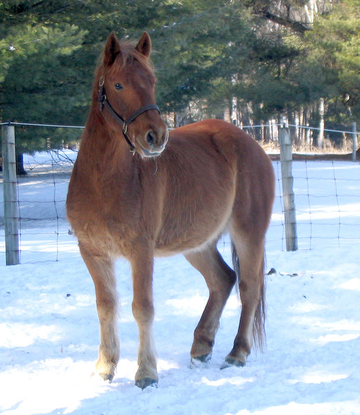 Horse in Winter 1