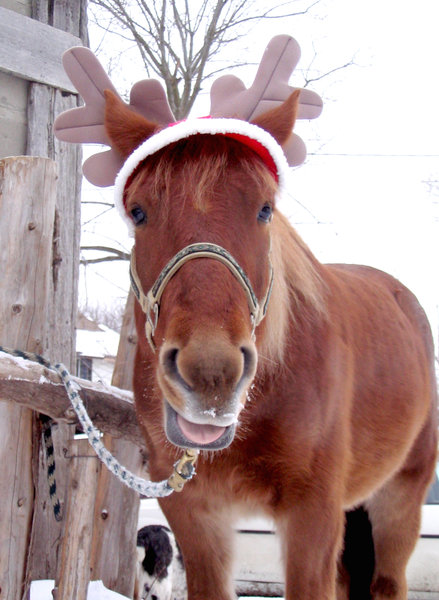 Christmas Horse 2