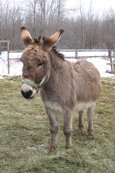 Cute Donkey 3