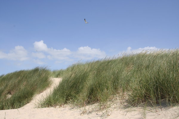 dunes and beach