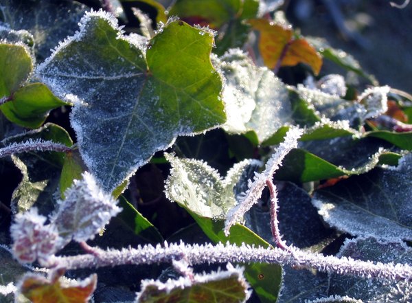 frozen leaves texture 4