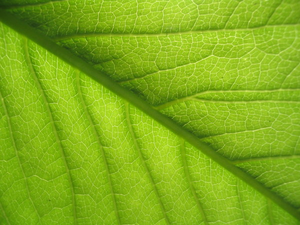 A study in the leaf 2