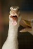 Gossip