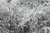 winter trees