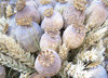 poppy heads