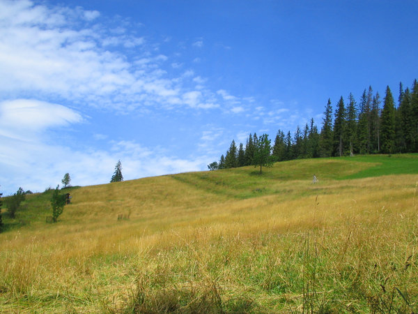 meadow in High Tatras