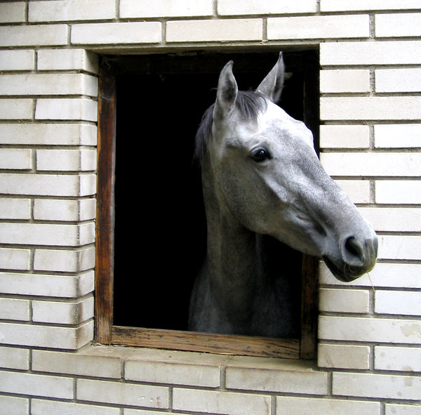 horse in window