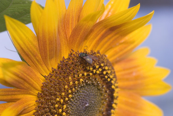 Sunflower with the fly