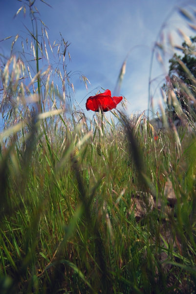 Meadow with the poppy flowers 