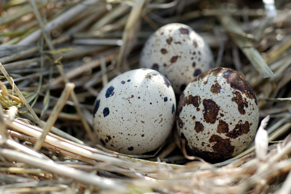 Eggs of quail in the nest