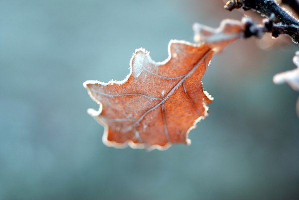 Frozen oaks leaf