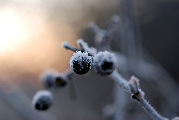 Frozen berries 1