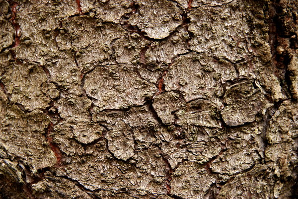 Bark texture 1