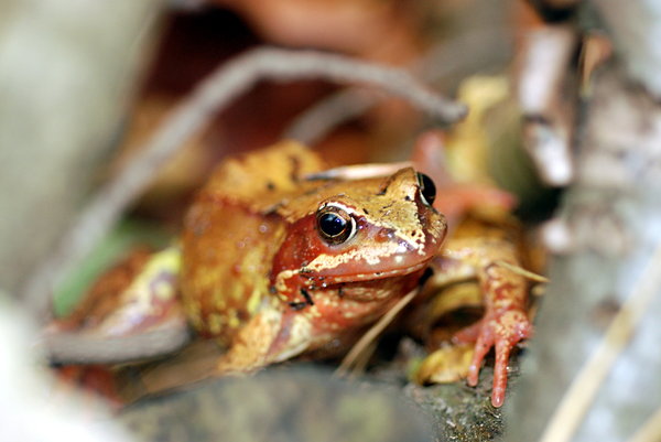 Frog in autumn forest 1