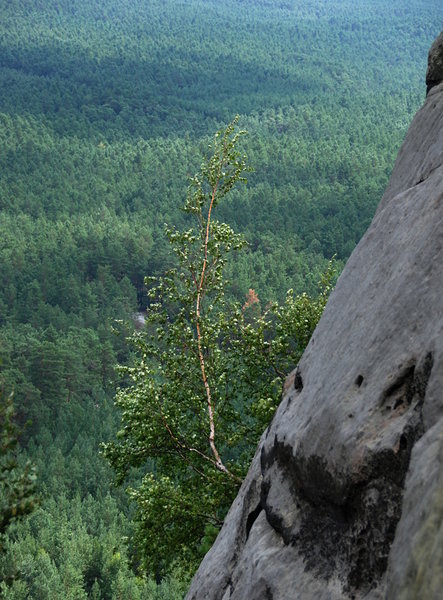 Tree over the precipice