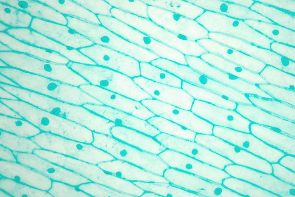 Garlic - microscopic view leaf