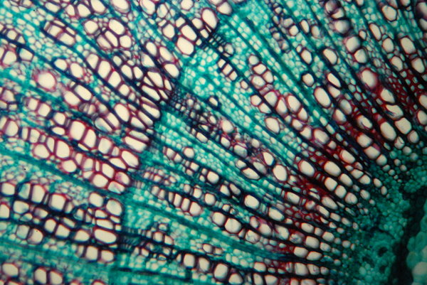 Lime tree - microscopic view 2