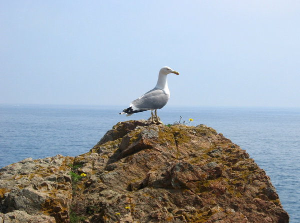 seagull-01