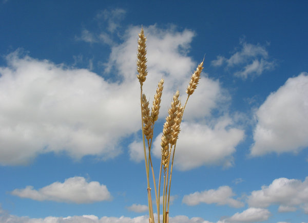 Wheat seed 1