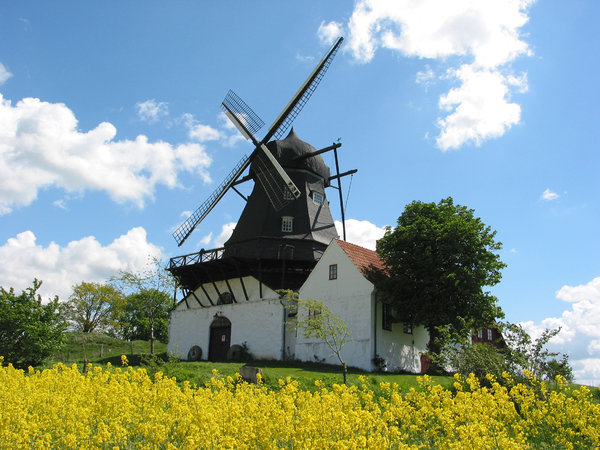 wind mill and yellow field