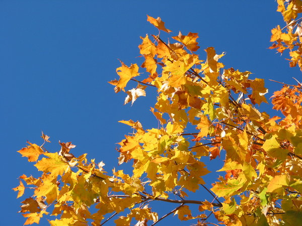 autumn leaves and blue sky 4