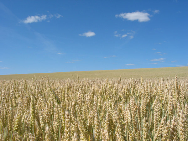 wheat field 1