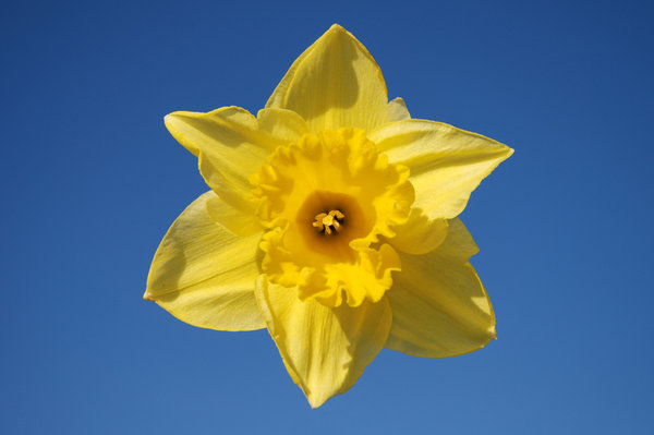 Wild daffodil 4