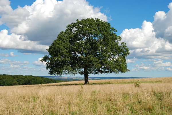 Solitary Tree August