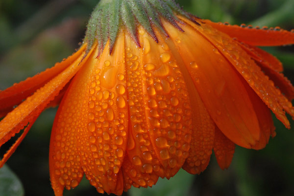 Flower and Dew