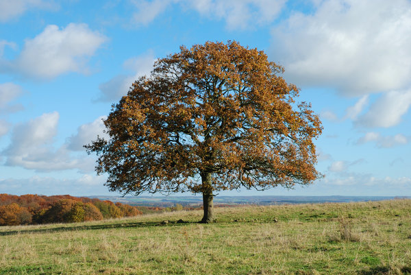 Solitary Tree October