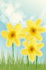 Daffodil drawing