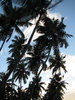 Coconut Tree Silhouette