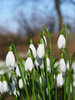 spring flowers