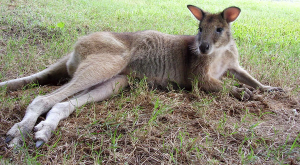 Laid-back Wallaby