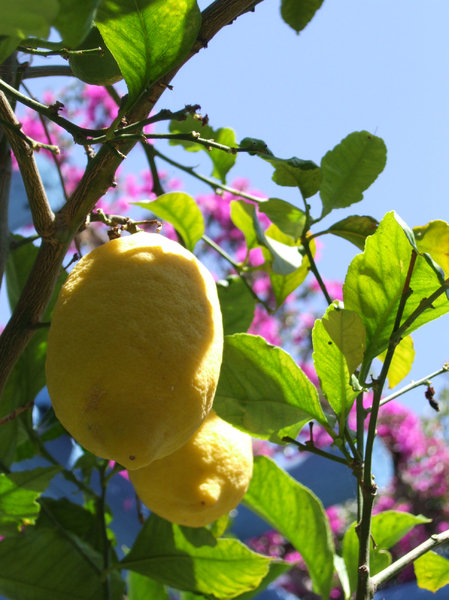 lemon - crete