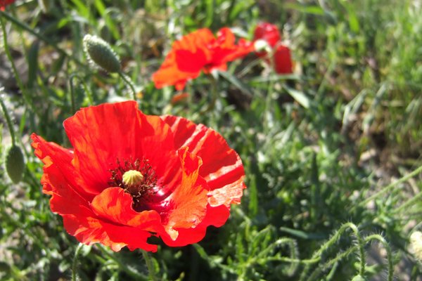 poppy flower - tuscany