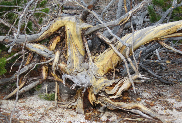 Old tree in yellowstone