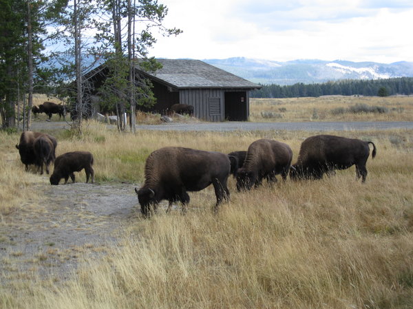 Buffalo herd,Yellowstone