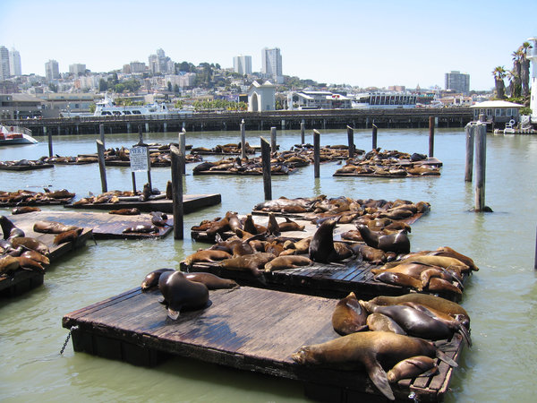 Seals at pier 39, San Francisc