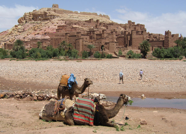 Camels at the kasbah, Taourit