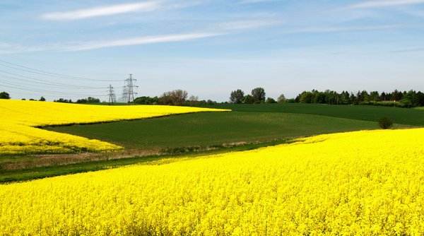 Rape field and power lines