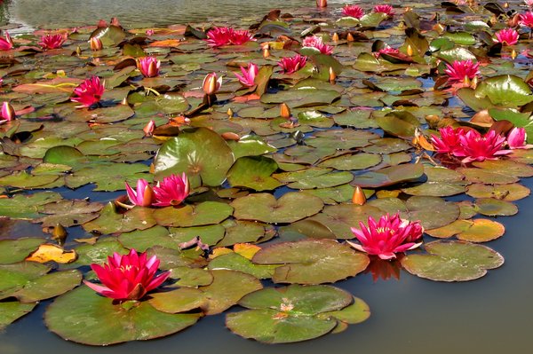 Waterlily - HDR