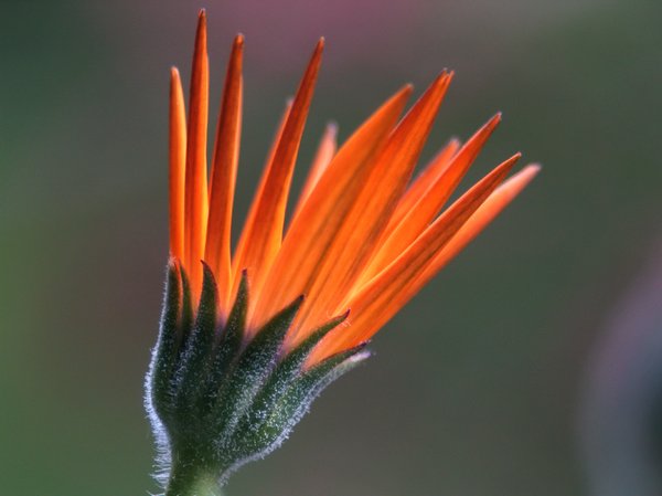 Orange margerit