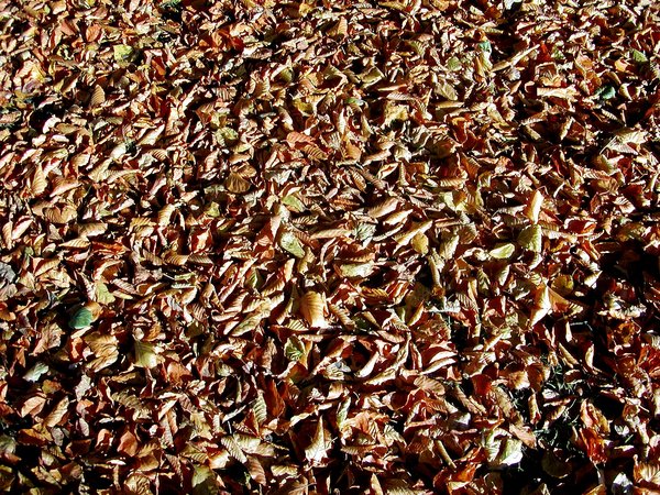 Texture - leafs