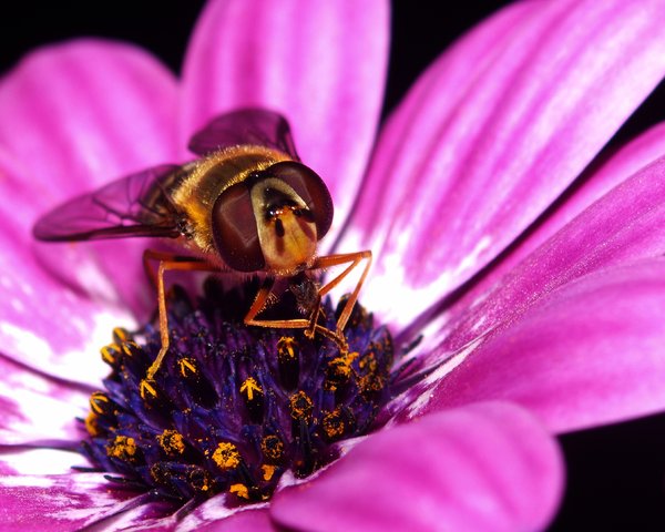 Bee on daisy