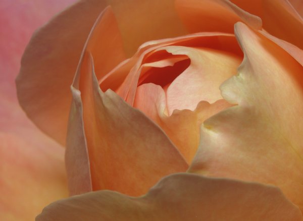 Close up on rose