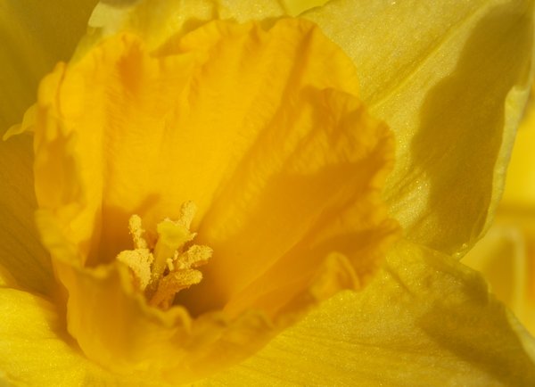 Daffodil in macro
