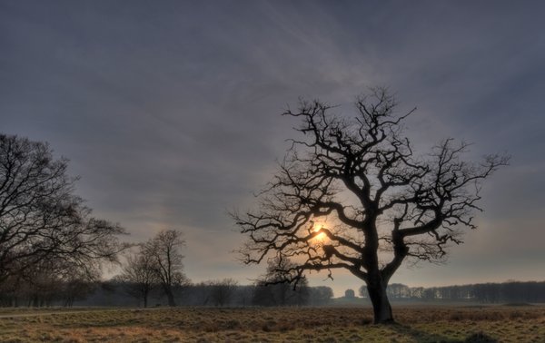 Tree in sunset - HDR
