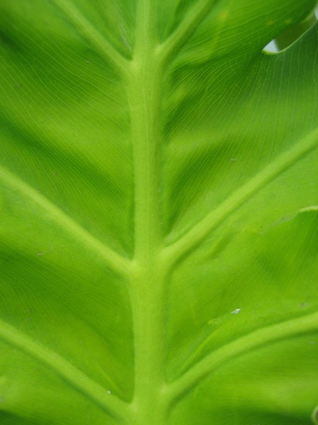 veiny leaf
